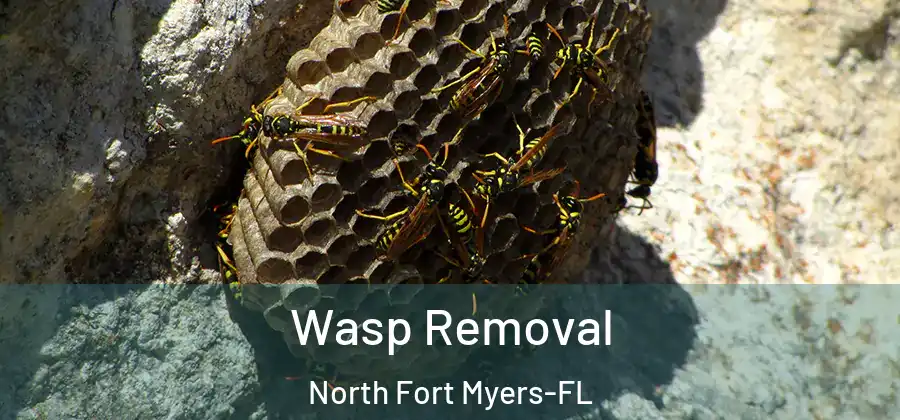 Wasp Removal North Fort Myers-FL